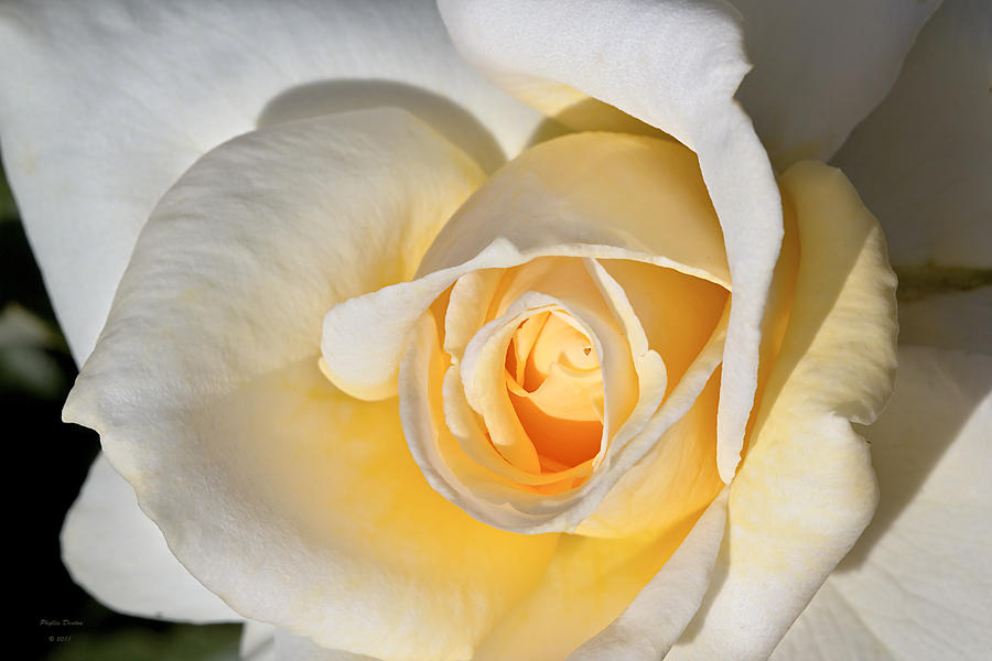 Yellow Rose Photograph by Phyllis Denton