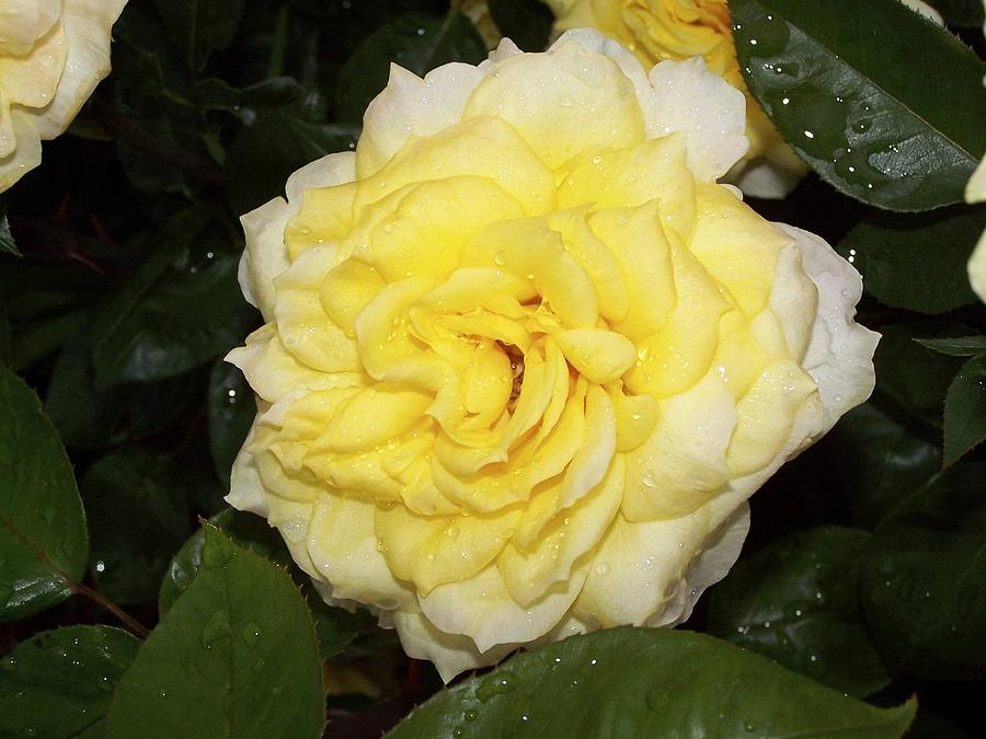Yellow Rose Photograph by Ralph Jones