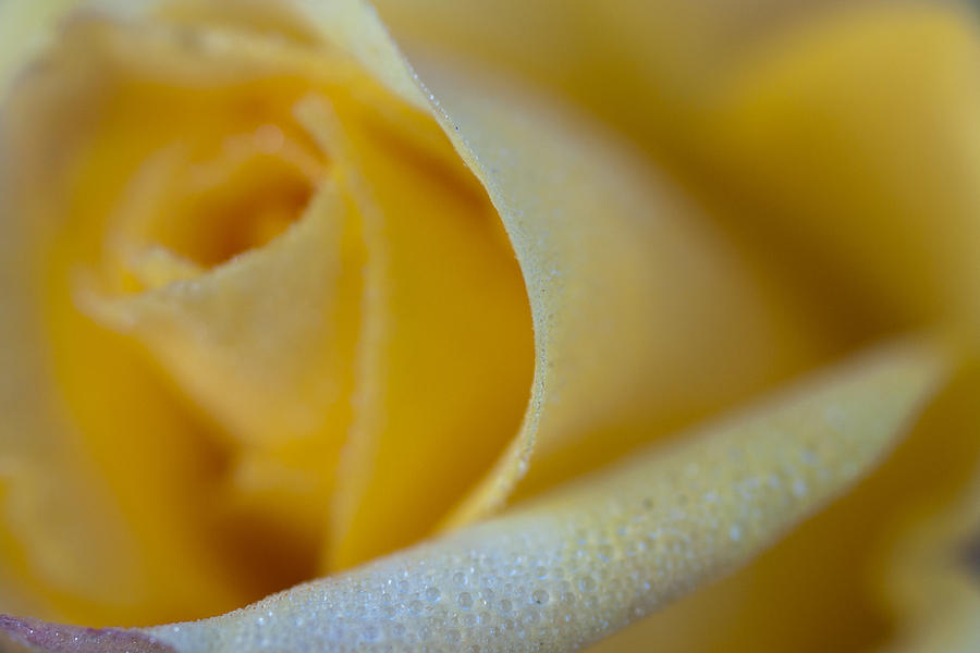 Yellow Rose Photograph by Robert Caddy