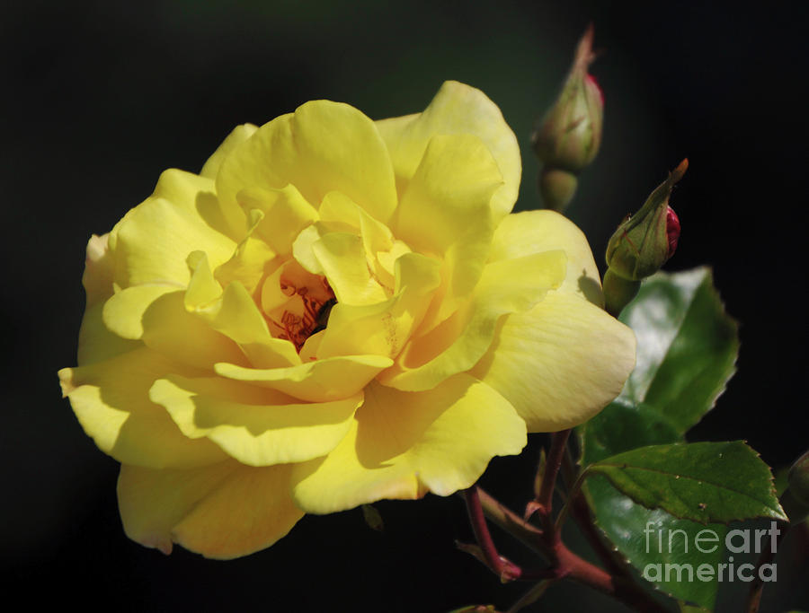Yellow Rose Photograph by Ronald Grogan