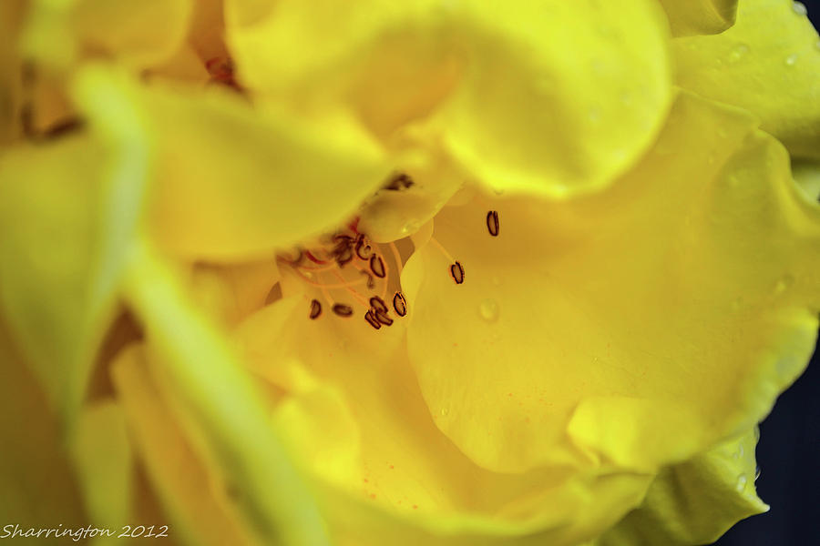 Yellow Rose Photograph by Shannon Harrington