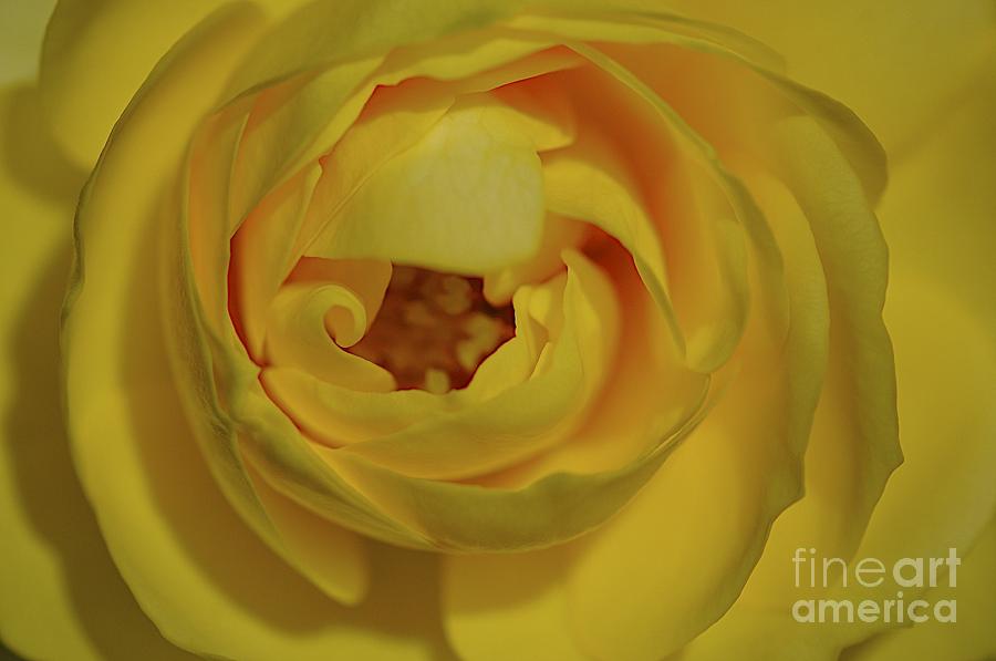 Yellow Rose Photograph by Sherry Davis
