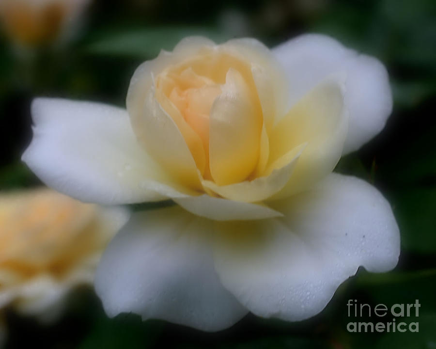 Yellow Rose Softened Photograph by Smilin Eyes Treasures
