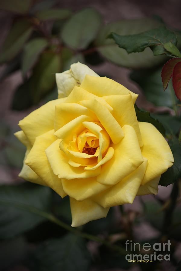 Yellow Rose Photograph by Veronica Batterson