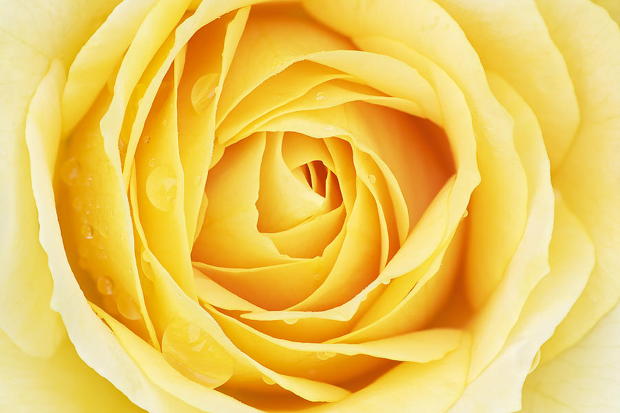 Yellow Rose With Raindrops Photograph