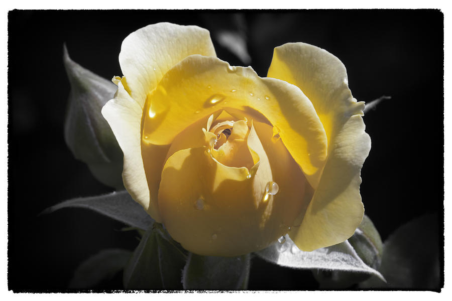 Orchid Photograph - Yellow Rosebud by Linda Dunn