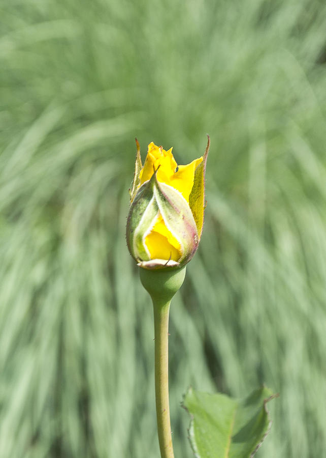 Rose Photograph - Yellow Rosebud by Teresa Dixon