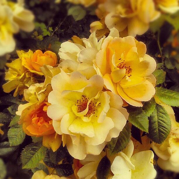 Rose Photograph - #yellow #roses ... #flowers #garden by Linandara Linandara
