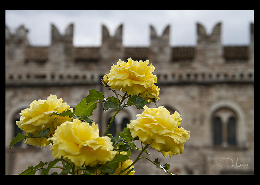 Yellow Roses  card Photograph by Raffaella Lunelli