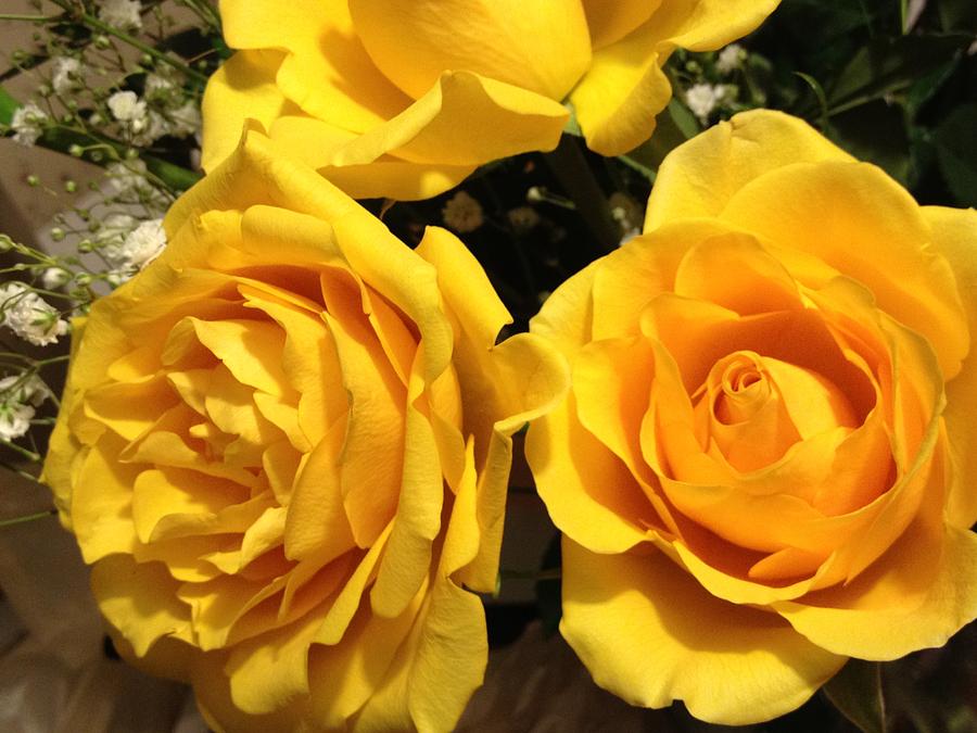 Yellow Roses Photograph by Debbie Levene