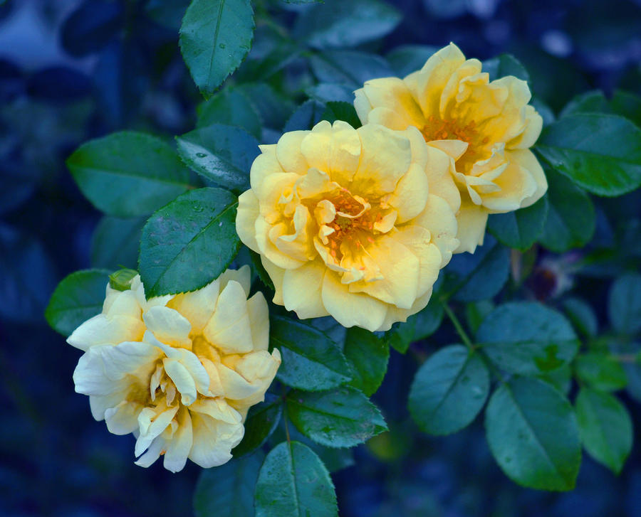 Yellow Roses Photograph by Rodney Campbell