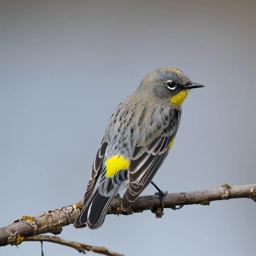 Yellow-rumped Warbler Photograph - Yellow-rumped Warbler by Bob Smithing