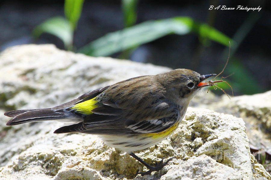 Yellow-rumped warbler tosses spider Photograph by Barbara Bowen