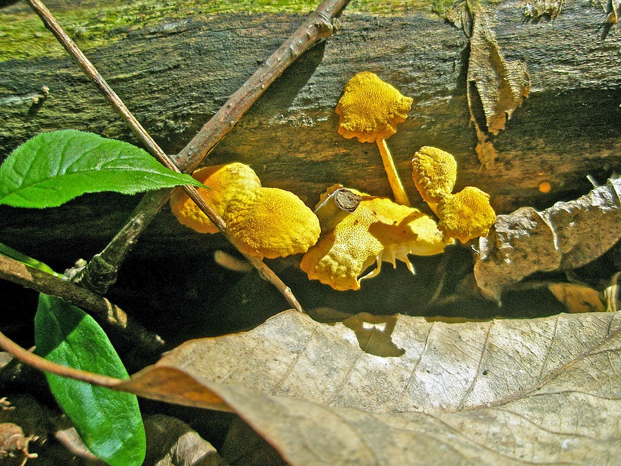 Yellow Sandpaper Mushrooms Photograph by Carol Senske