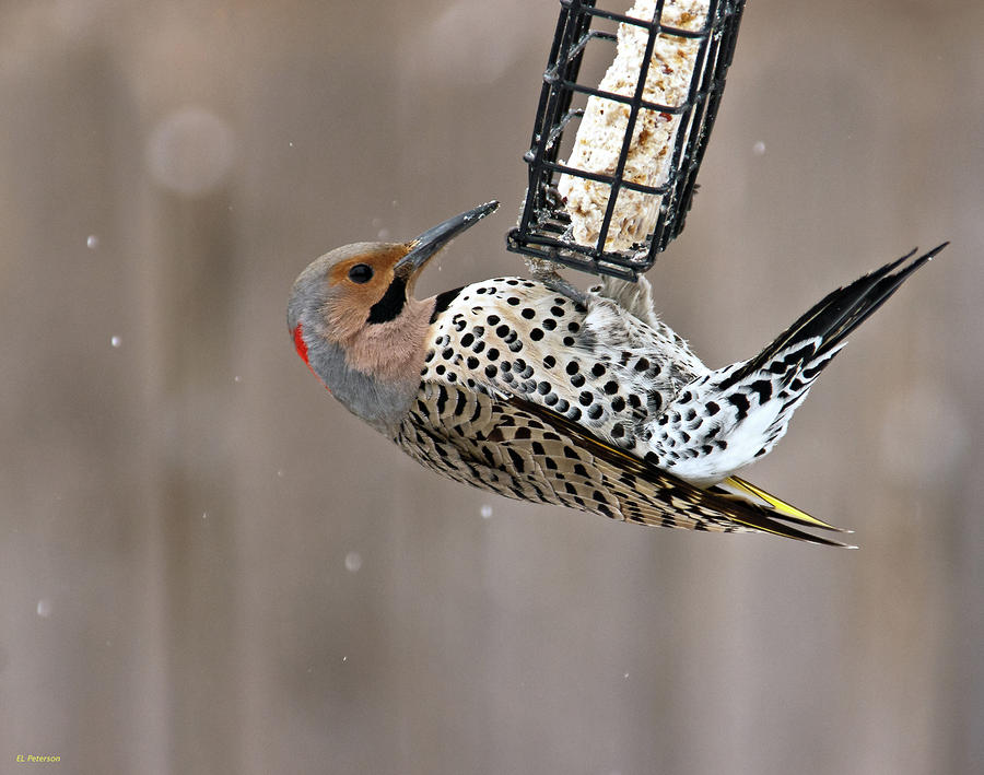 Winter Photograph - Yellow-shafted Northern Flicker Feeding by Ed Peterson