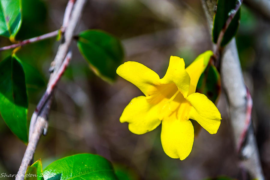 Flower Photograph - Yellow by Shannon Harrington
