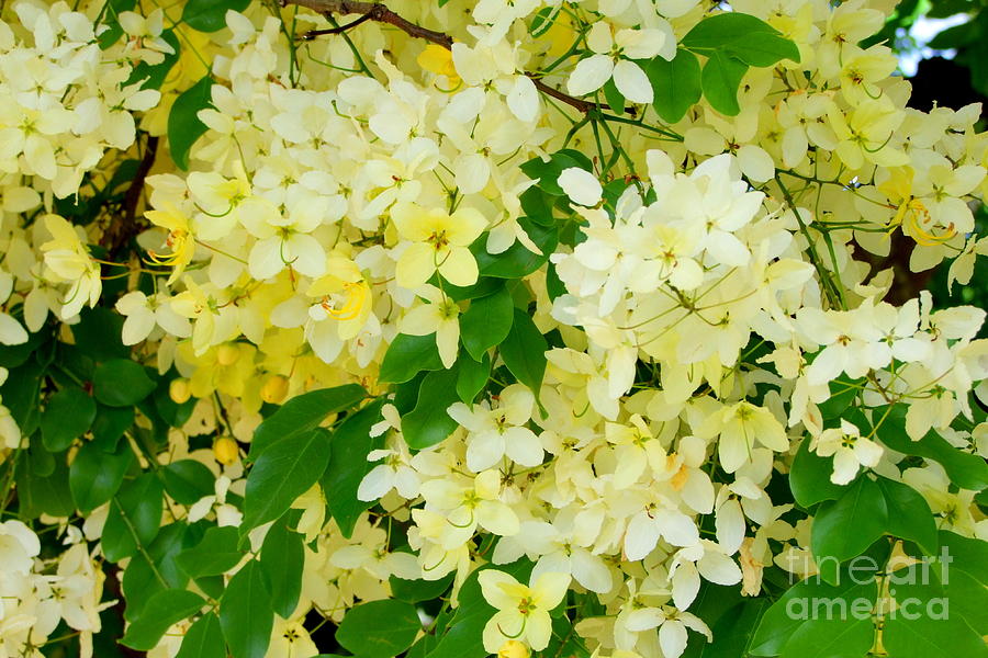 Tree Photograph - Yellow Shower Tree - 1 by Mary Deal