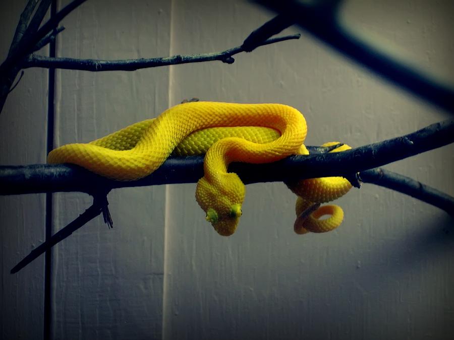 К чему снятся змейки. Желтая змея. Желтая Земляная змея. Желтая змея во сне. Жёлтые змеи во сне.