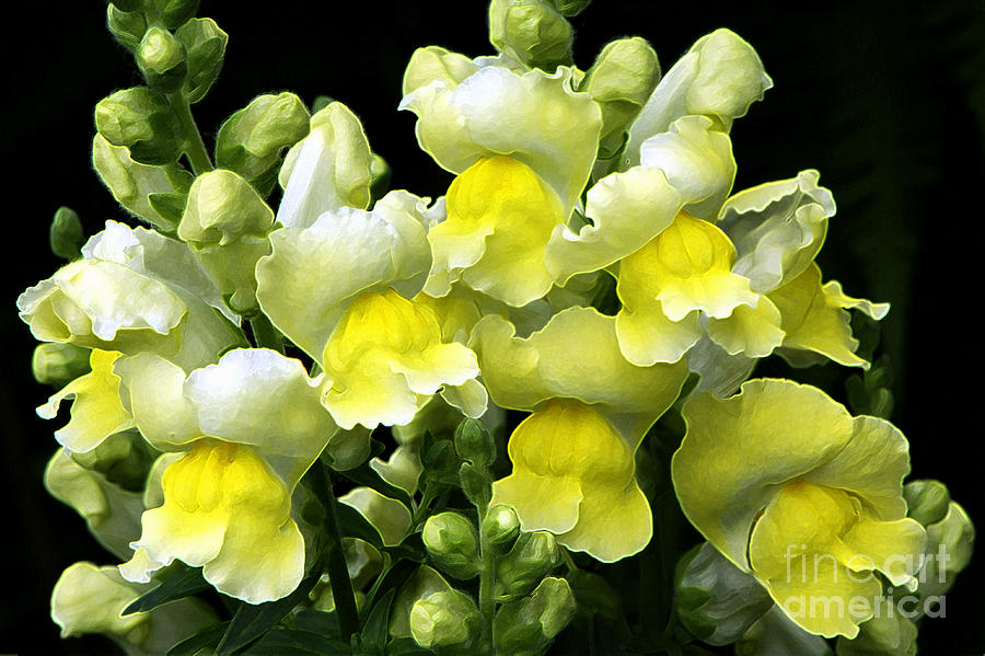 Yellow Snapdragons enhanced Photograph by Sharon Talson