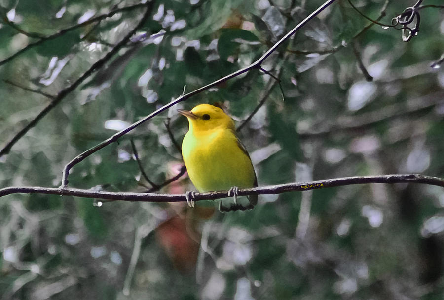 Warbler Photograph - Yellow Songbird by DigiArt Diaries by Vicky B Fuller