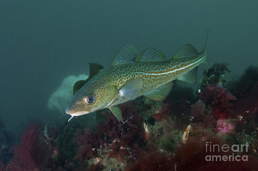 Fish Photograph - Yellow Spotted Atlantic Ocean Cod by Mathieu Meur