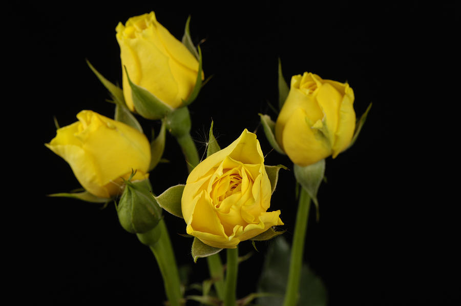 Yellow Spray Roses Rosa Rugosa Photograph by Joel Sartore