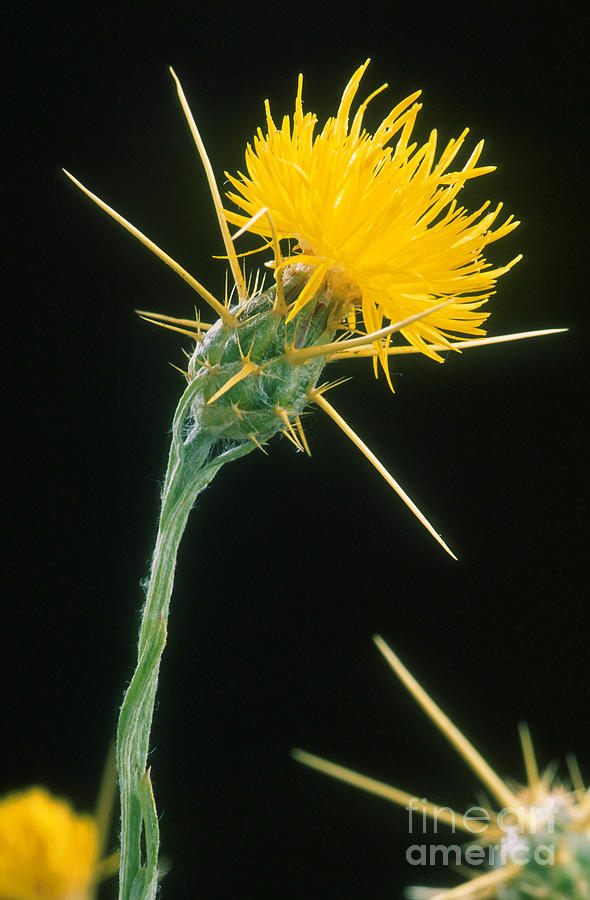 Yellow Starthistle Photograph by Science Source
