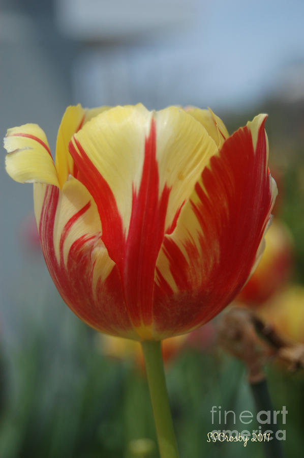 Yellow Stripped Tulip Photograph by Susan Stevens Crosby