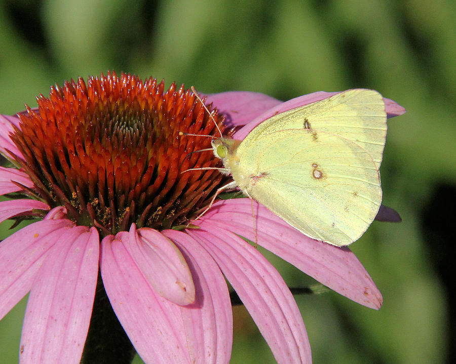 Yellow Sulphur butterfly Photograph by Doris Potter