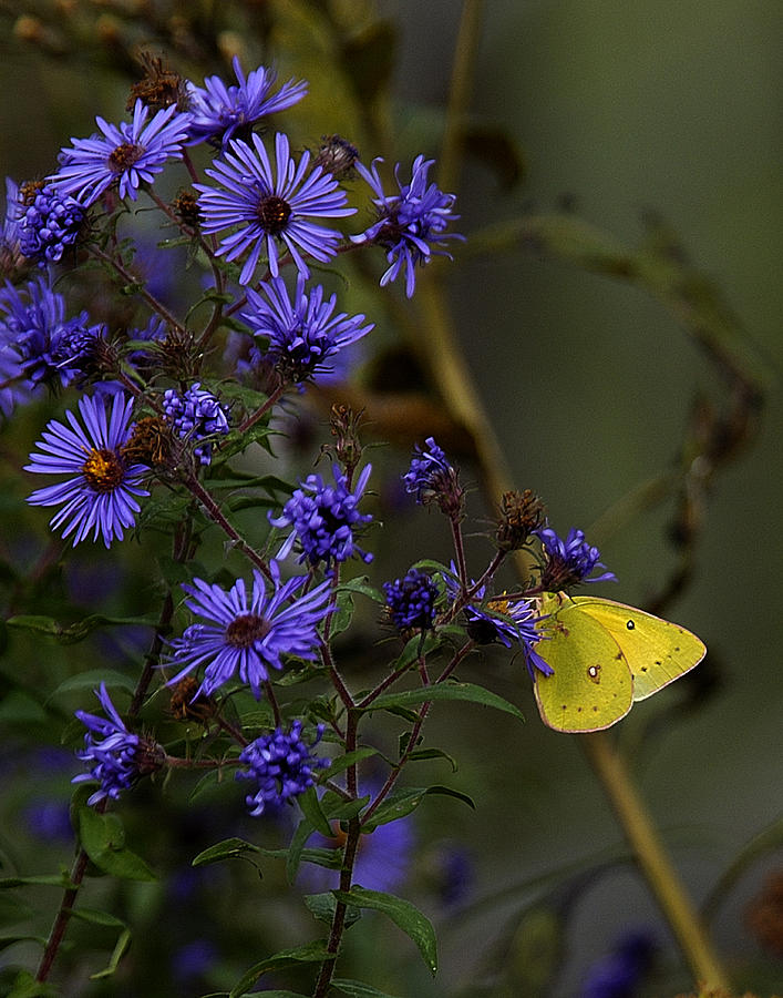 Butterfly Photograph - Yellow Sulphur on Wild Asters by Neil Doren