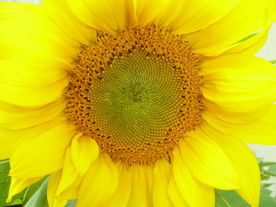 Yellow sunflower 2 Photograph by Gwen Rose - Fine Art America