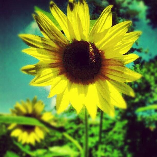 Sunflower Photograph - #yellow #sunflower #flower #newmexico by Natalia D
