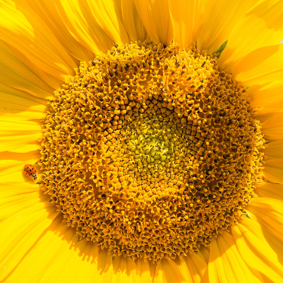 Yellow sunflower with ladybug - square format Photograph by Matthias Hauser