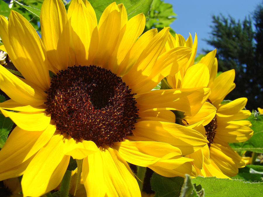 Yellow Sunflowers Art Prints Summer Sunflower Photograph
