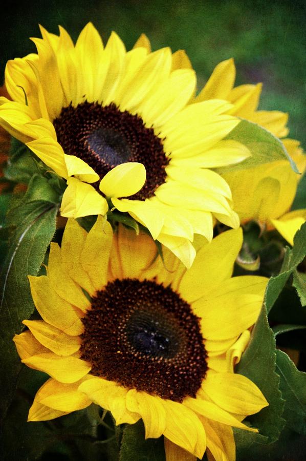 Flower Photograph - Yellow Sunflowers by Cathie Tyler