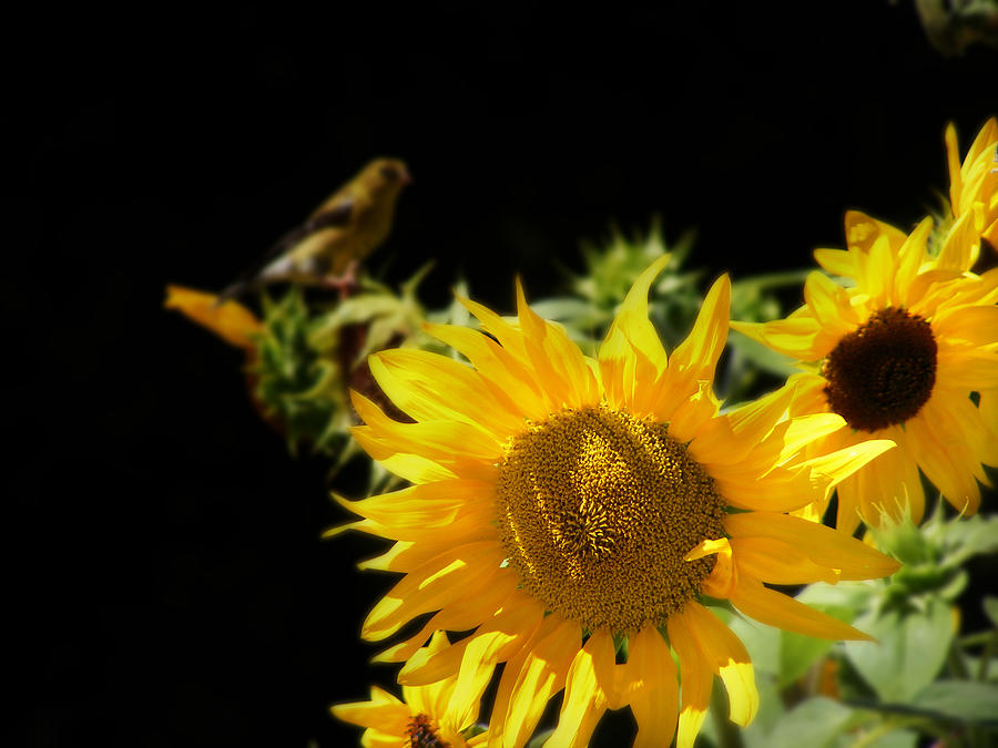 Yellow Sunflowers Photograph by Ms Judi