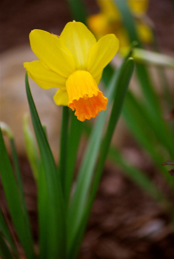 Spring Photograph - Yellow Sunshine in the Garden by Michelle Cruz