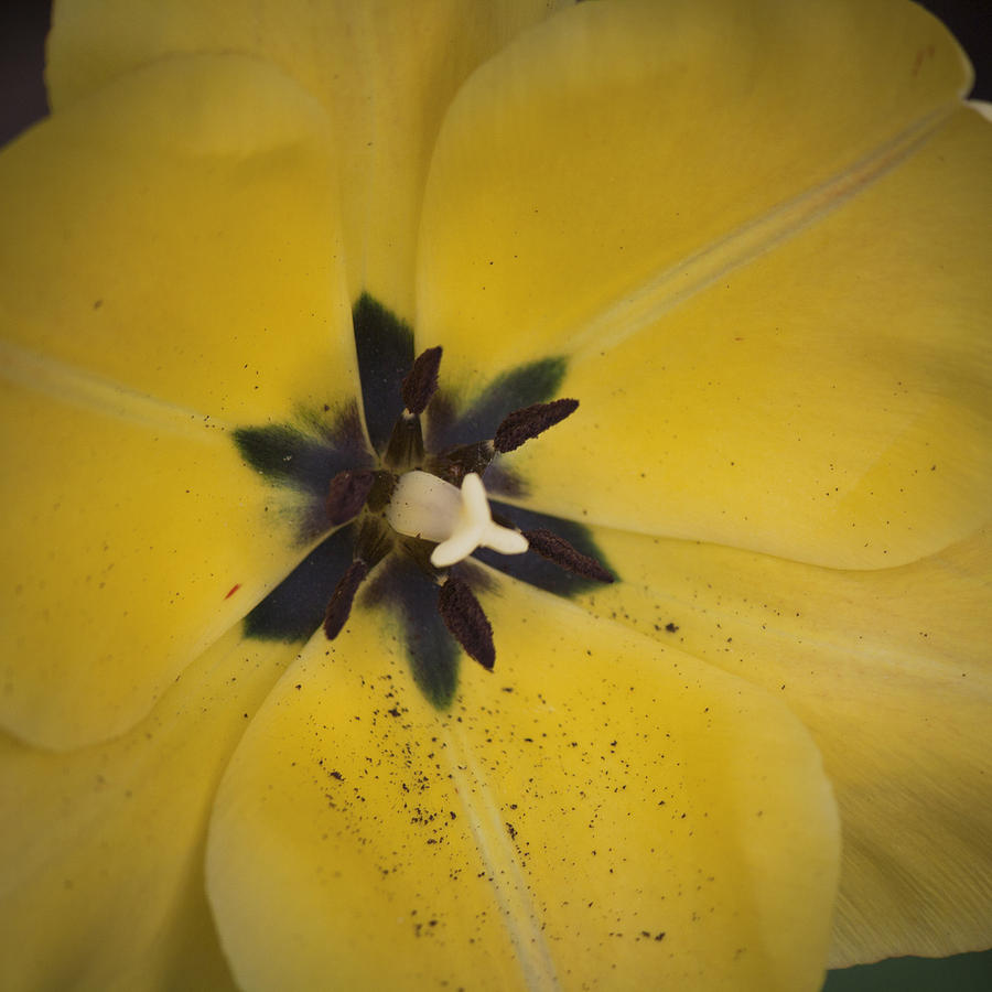 Spring Photograph - Yellow Sunshine Squared by Teresa Mucha