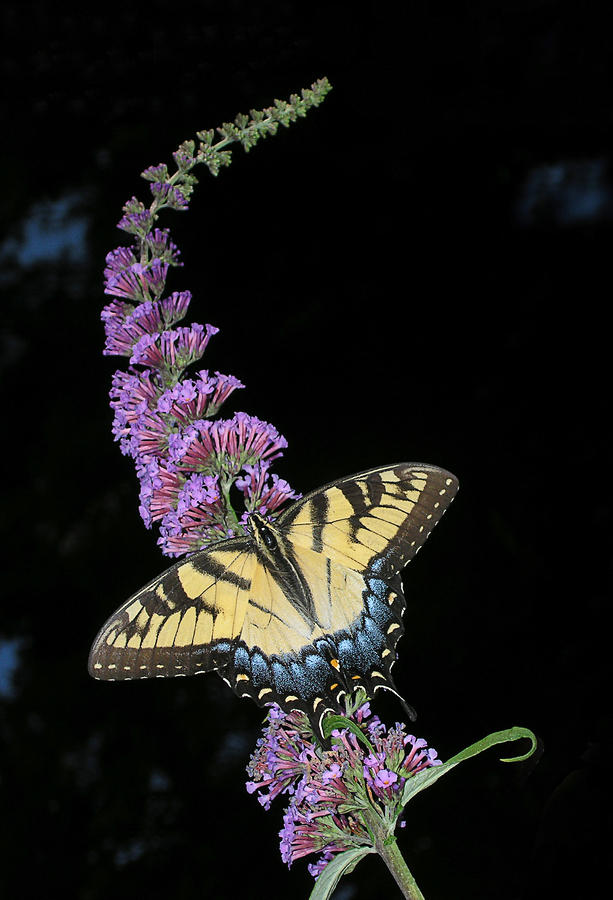 Yellow Swallowtail Photograph by Steve Zimic