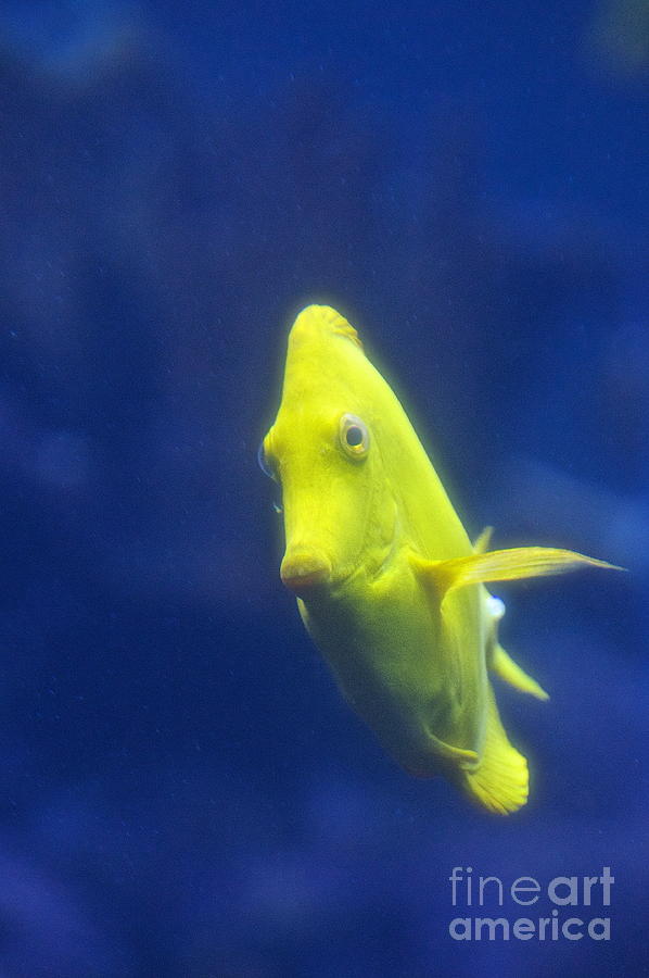 Yellow Tang Photograph by Sean Griffin