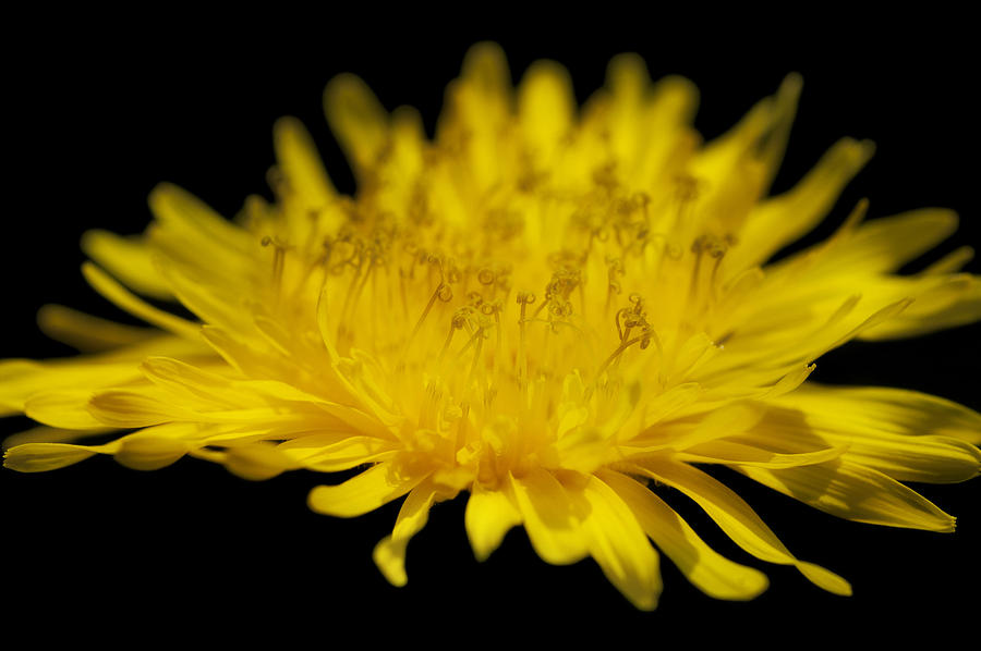 Yellow Thistle Photograph
