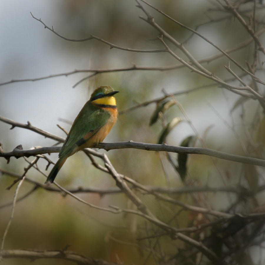 Yellow Throated Bee Eater Photograph by Joseph G Holland