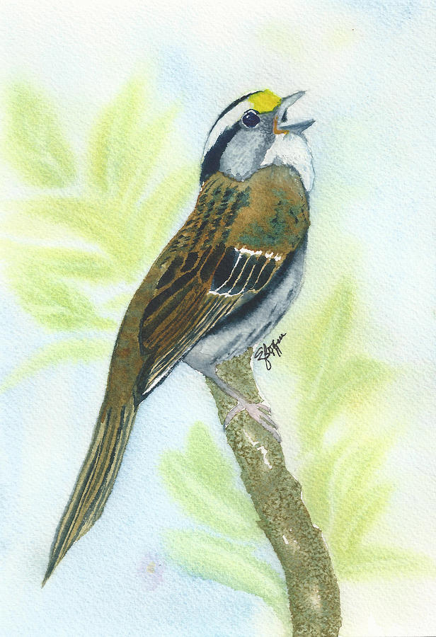 Yellow Throated Sparrow Painting by Elise Boam