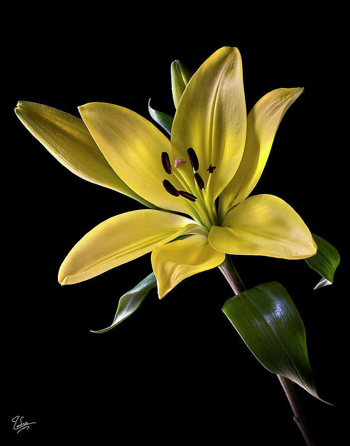 Yellow Tiger Lily Photograph by Endre Balogh