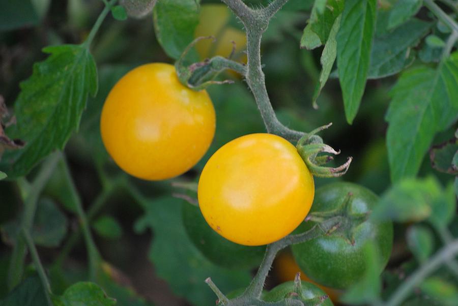 Yellow Tomatoes Photograph by Michelle Cruz