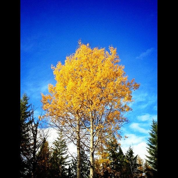 Fall Photograph - Yellow Tree by Adam Lawrence
