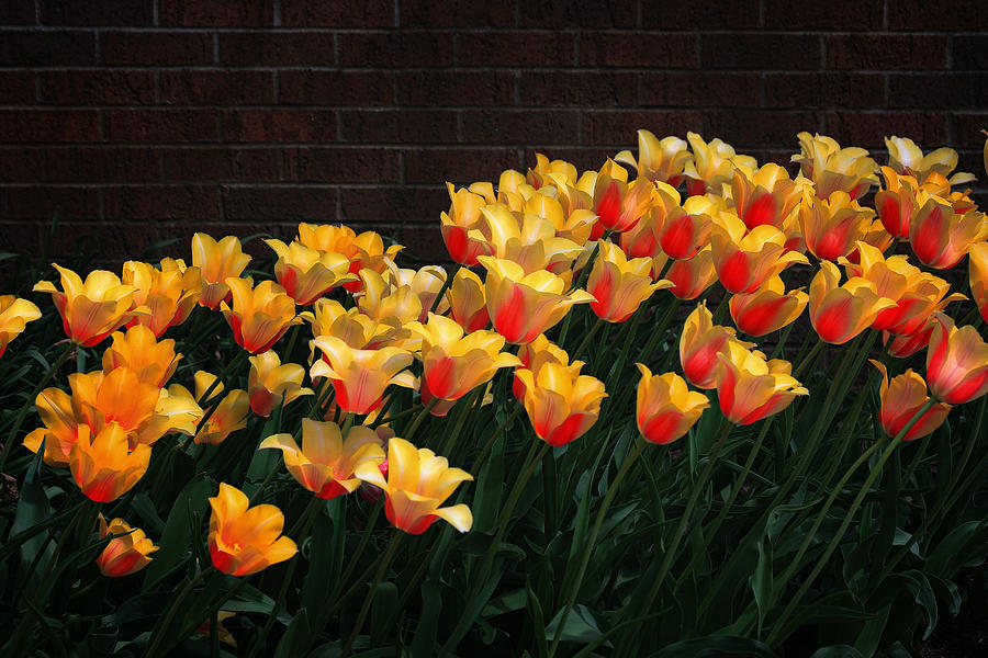 Yellow Tulip Bed Photograph by Richard Gregurich