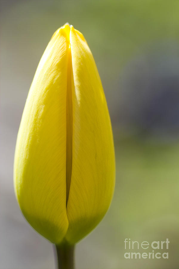 Tulip Photograph - Yellow Tulip Bud by Heiko Koehrer-Wagner
