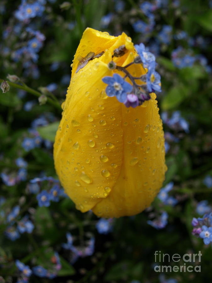 Yellow Tulip  Photograph by Jacklyn Duryea Fraizer