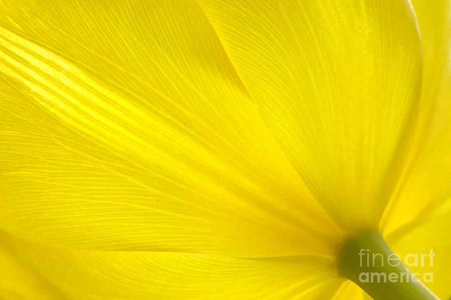 Tulip Photograph - Yellow Tulip by Sharon Talson